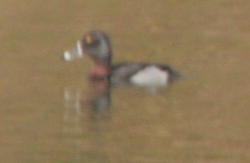 Ring-necked Duck - ML299062421