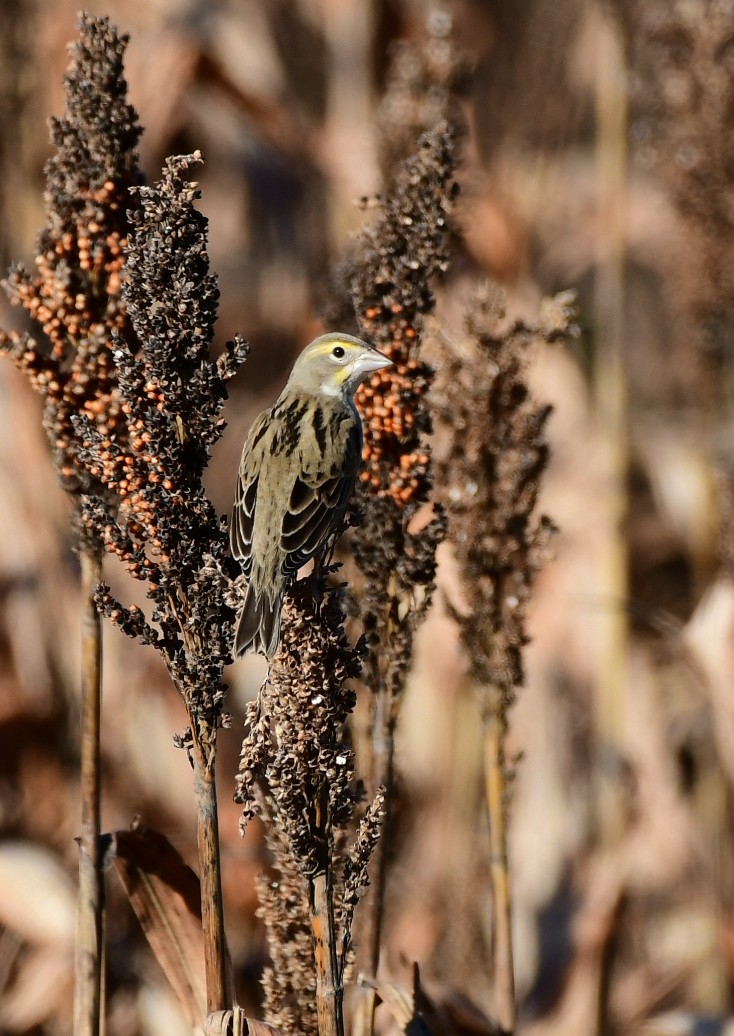 Dickcissel - ML299062441