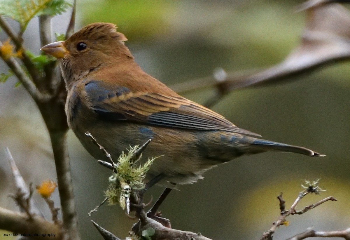 Indigo Bunting - ML299062641