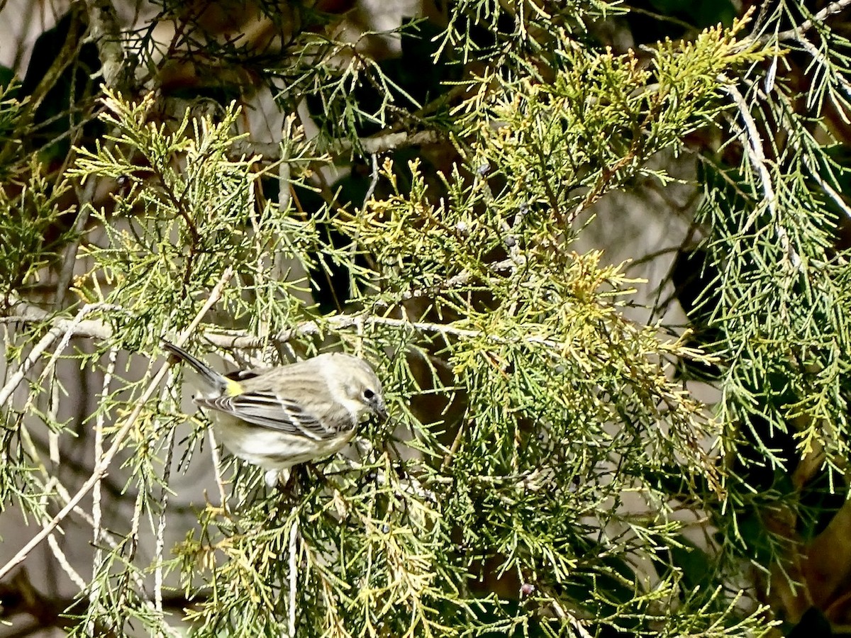 Yellow-rumped Warbler - ML299063341