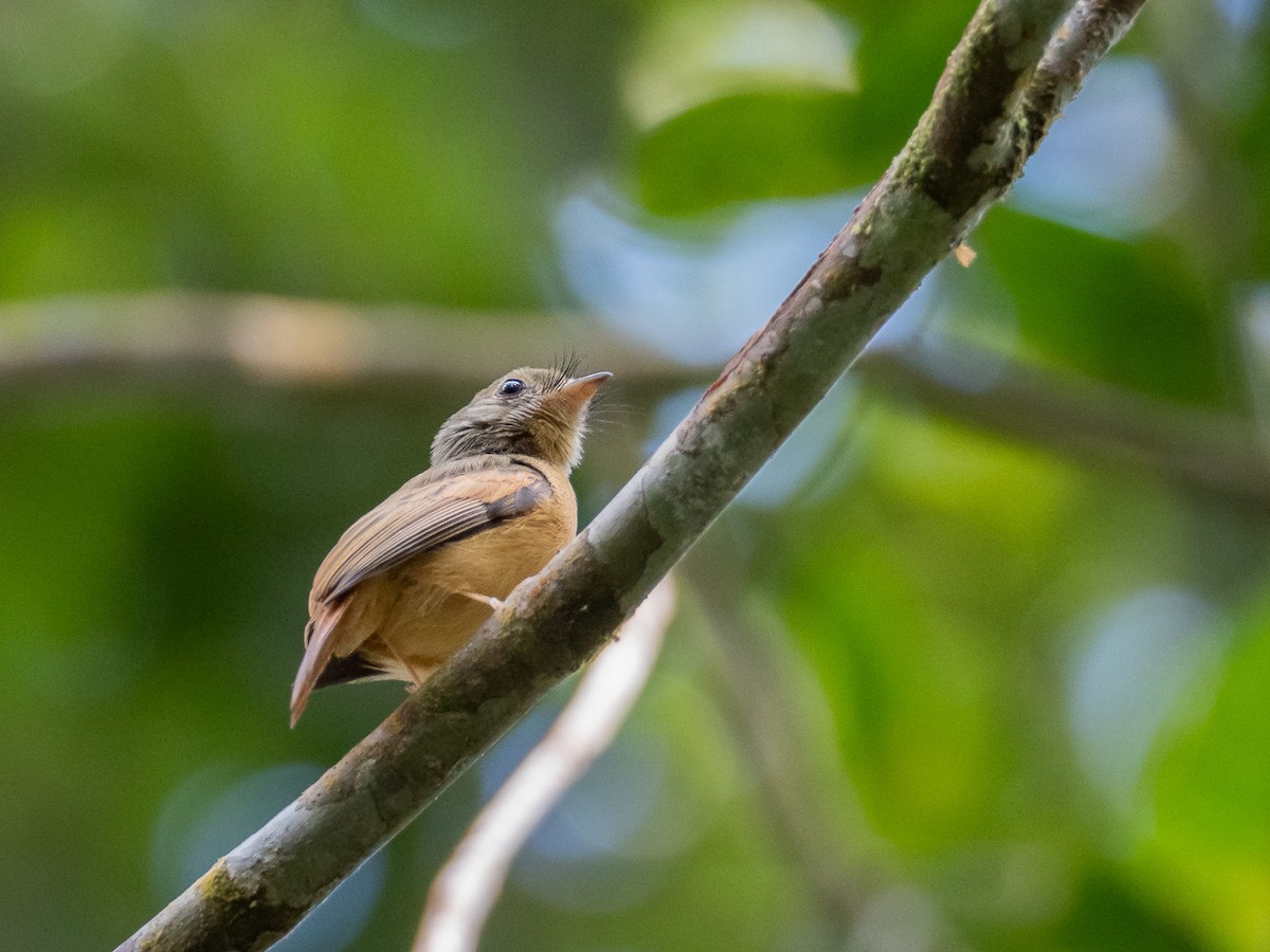 Ruddy-tailed Flycatcher - ML299063631