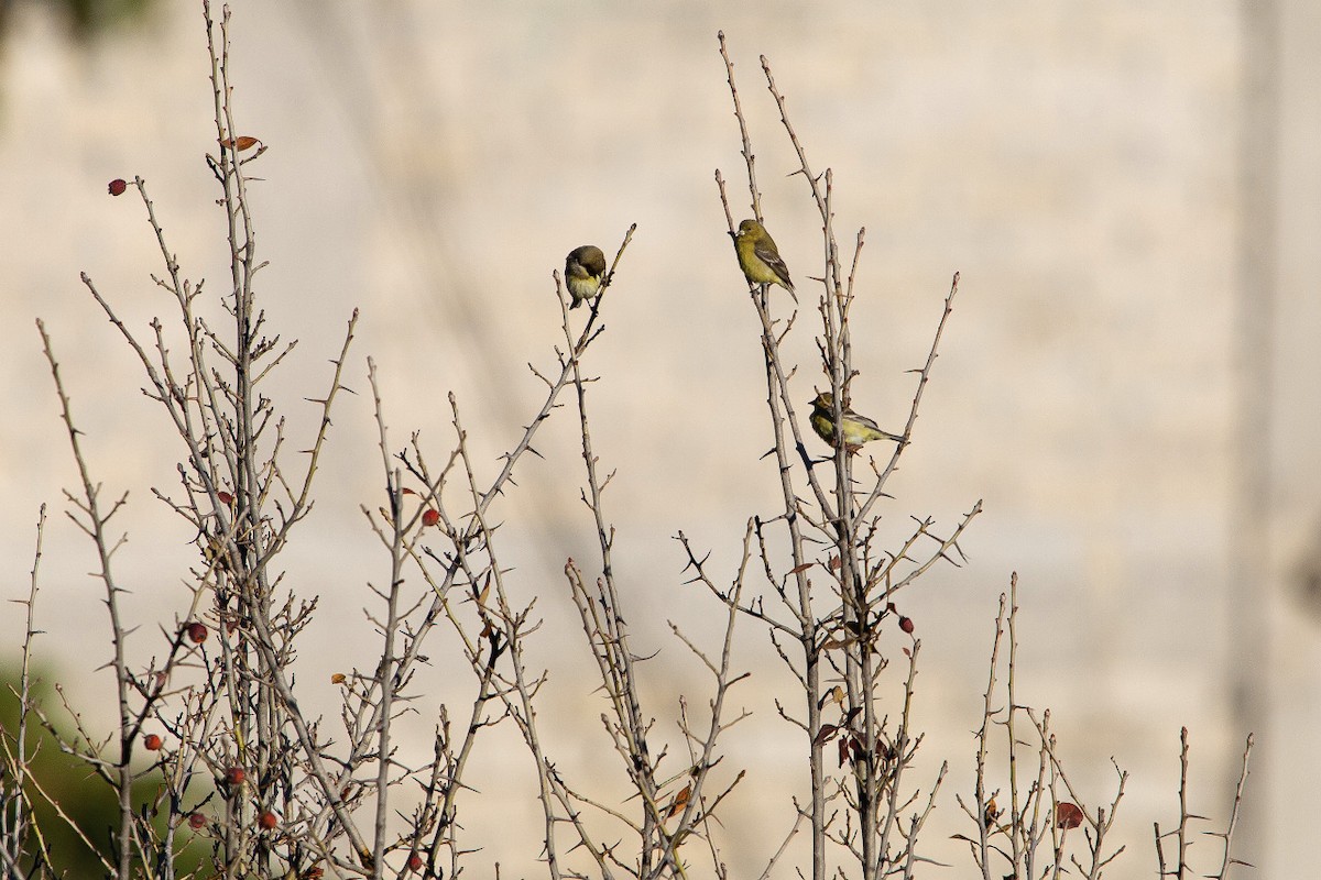 Lesser Goldfinch - ML299064051