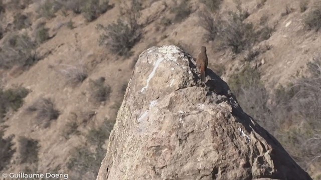 チリーカマドドリ - ML299064761