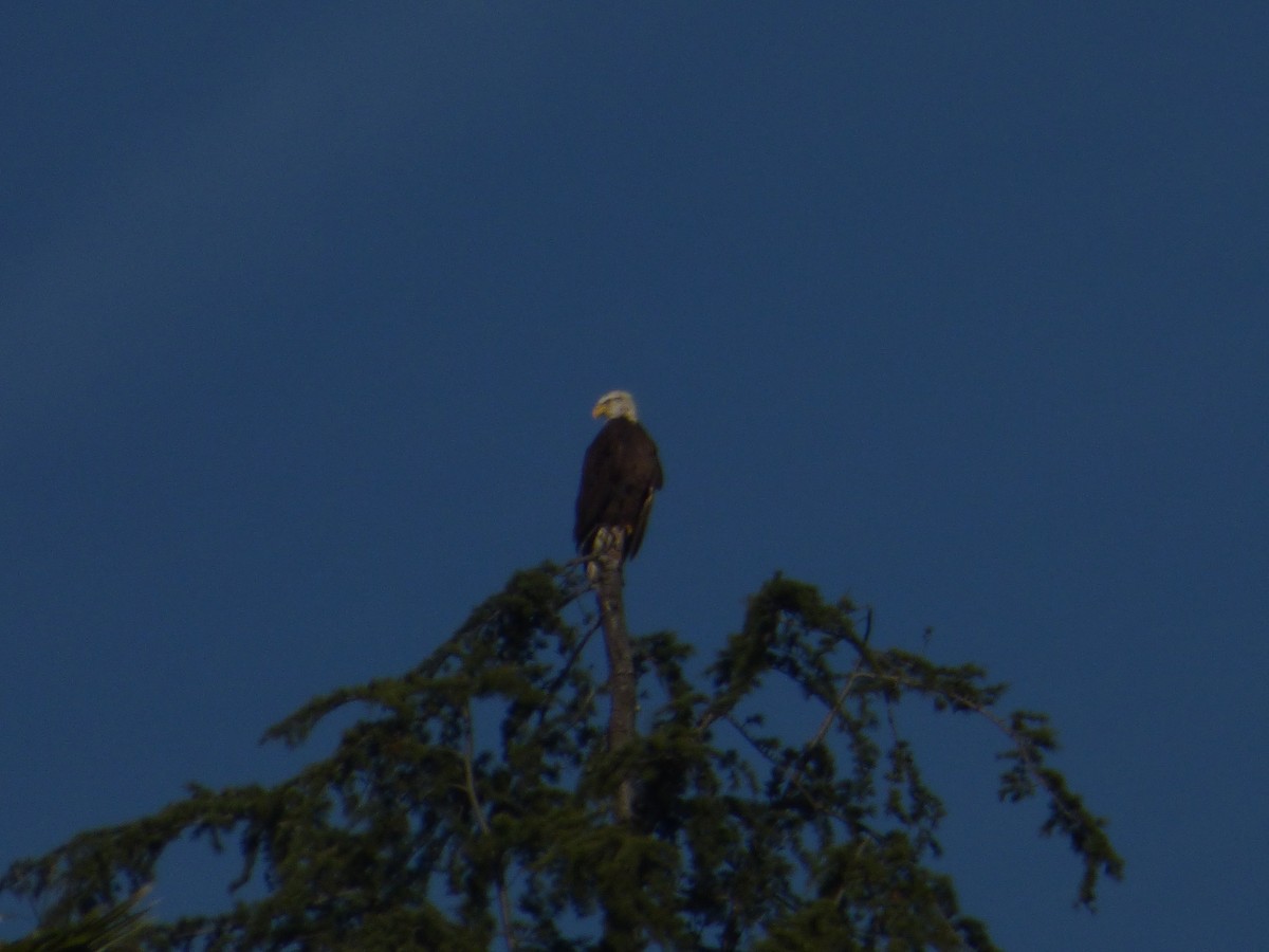 Bald Eagle - ML299066281