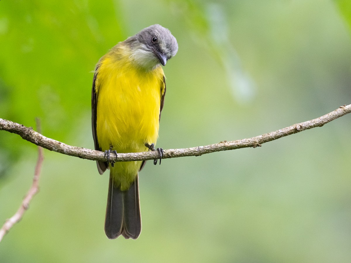 Gray-capped Flycatcher - Chris Fischer