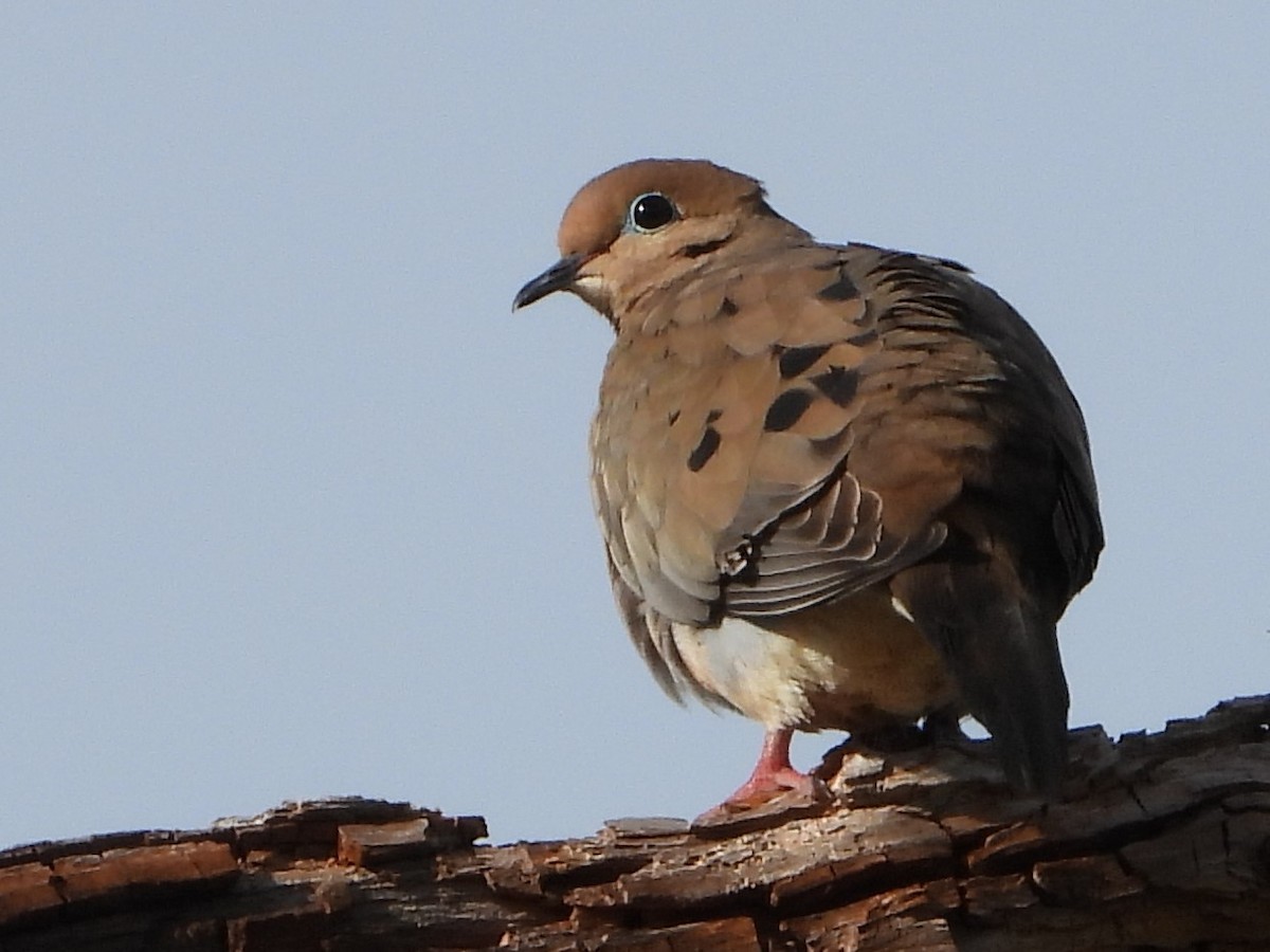 Mourning Dove - ML299066811