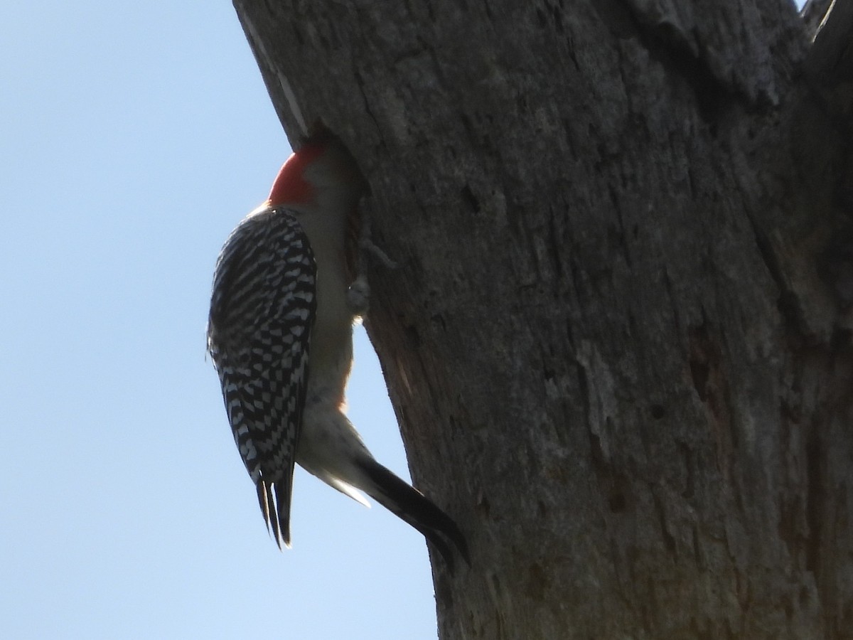 Red-bellied Woodpecker - ML299067151