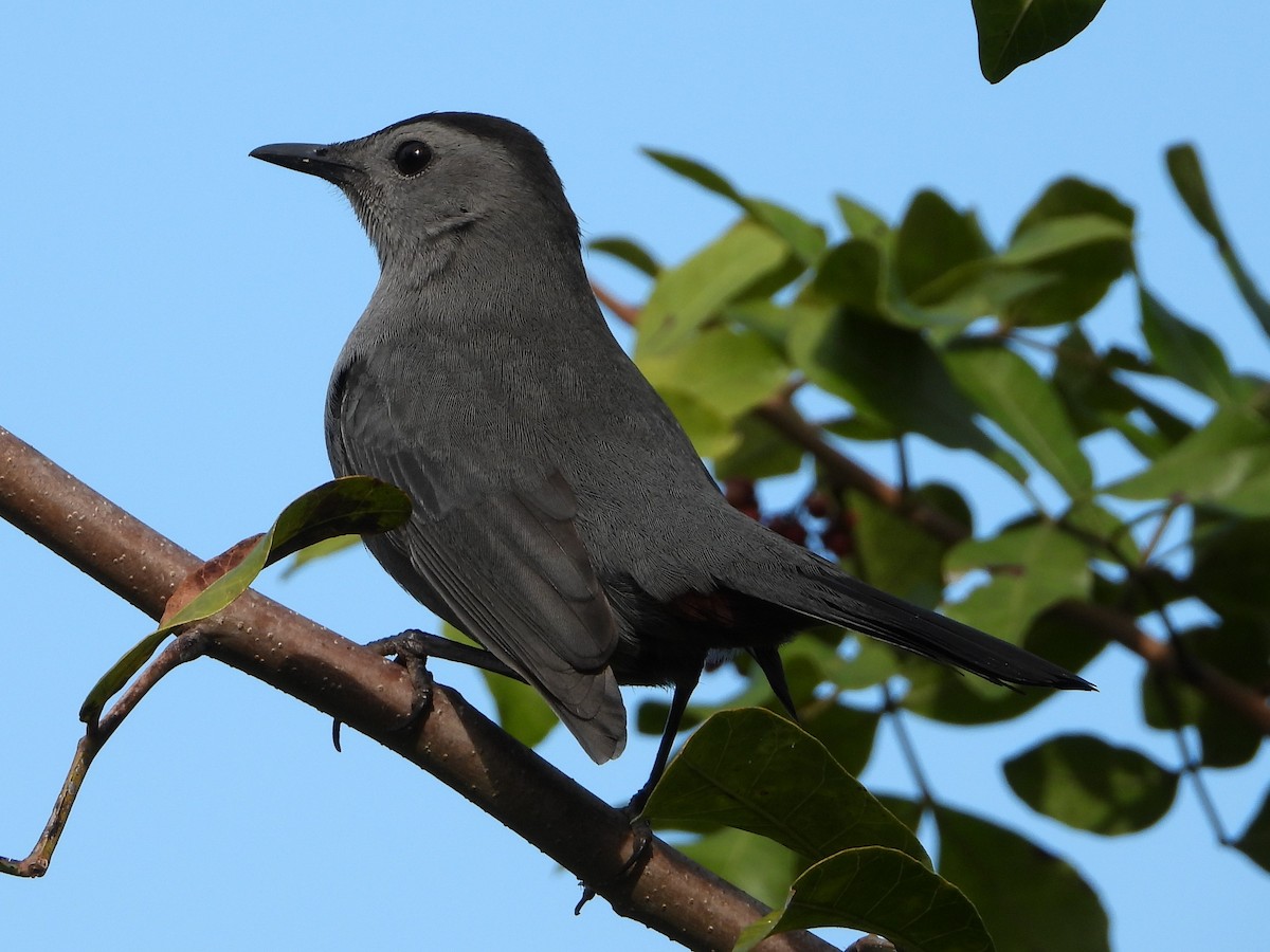 Pájaro Gato Gris - ML299067461