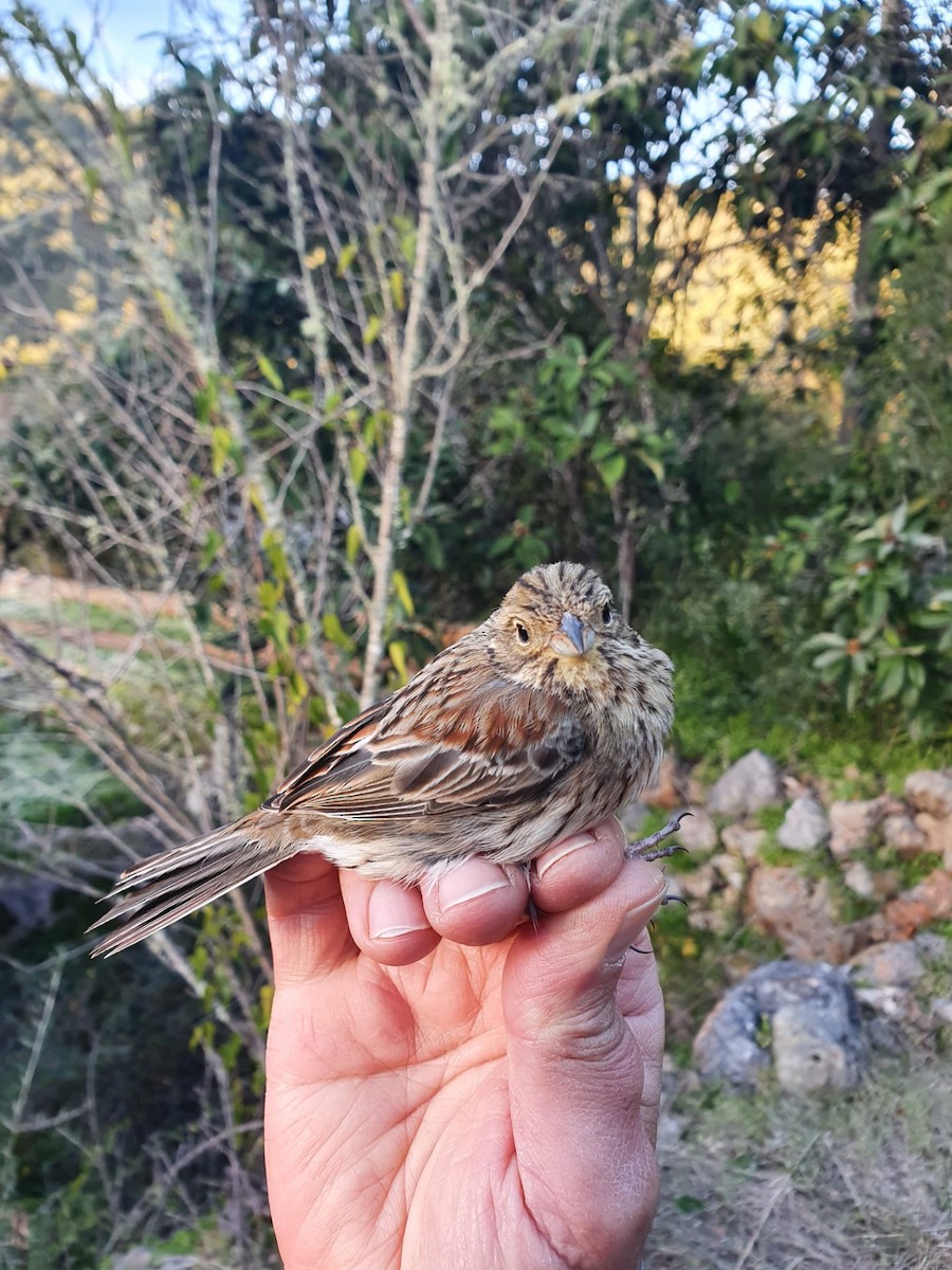 Cirl Bunting - ML299067491