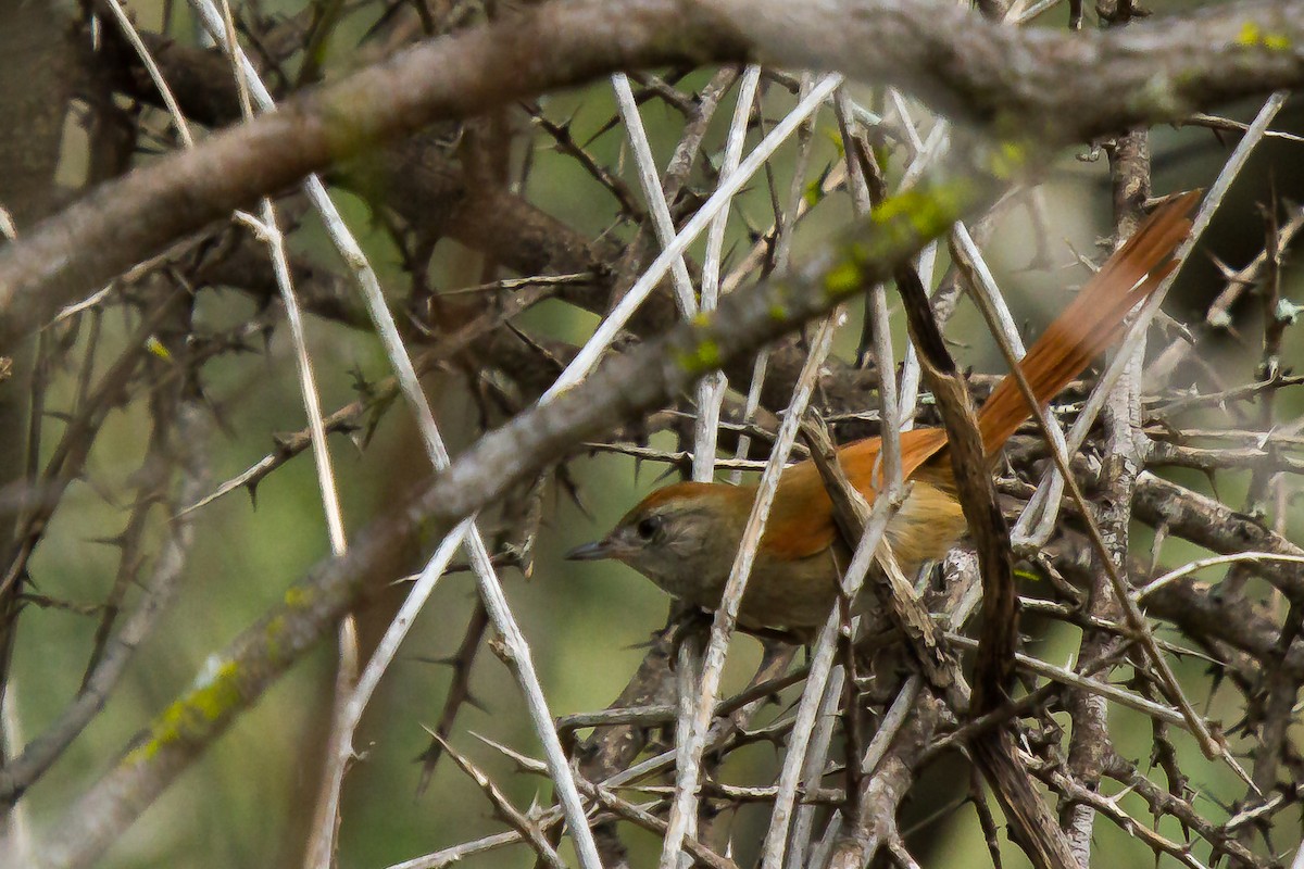 Sooty-fronted Spinetail - ML29906771