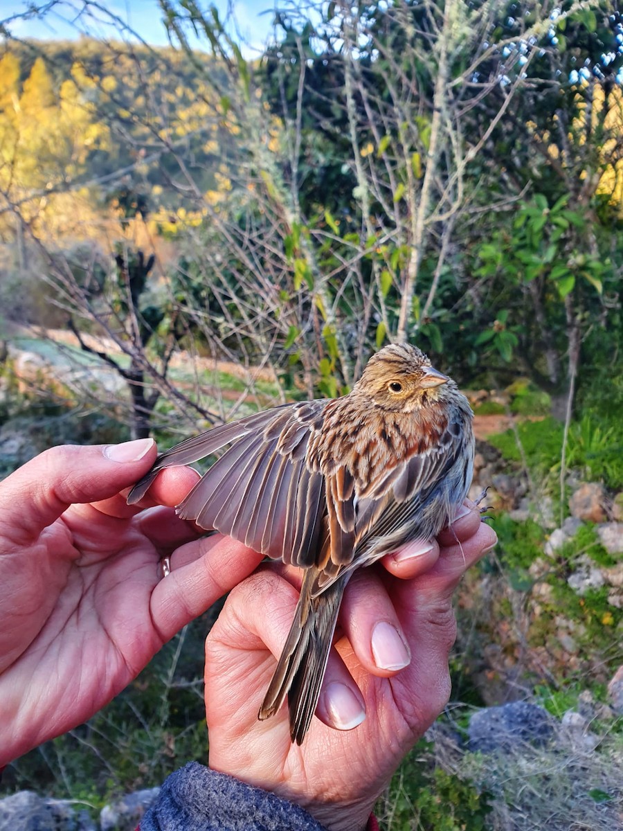 Cirl Bunting - ML299067741