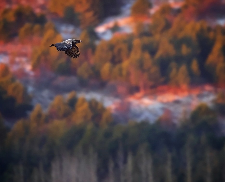 White-tailed Eagle - ML299069591