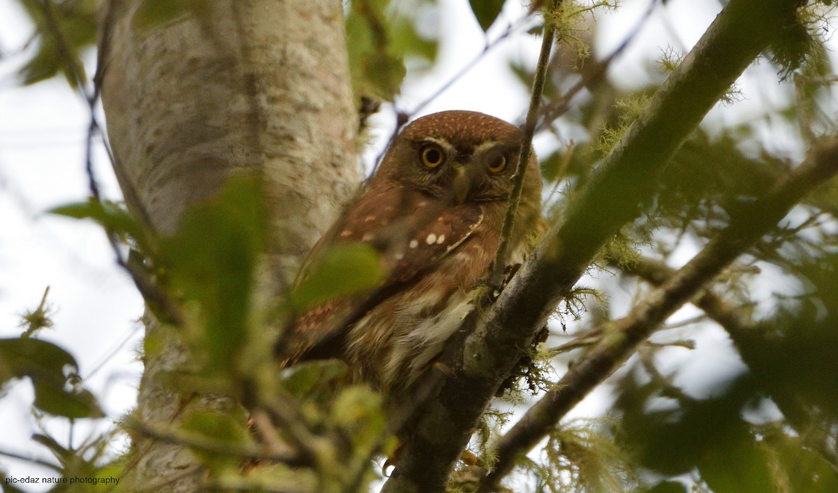 Ferruginous Pygmy-Owl - ML299069901