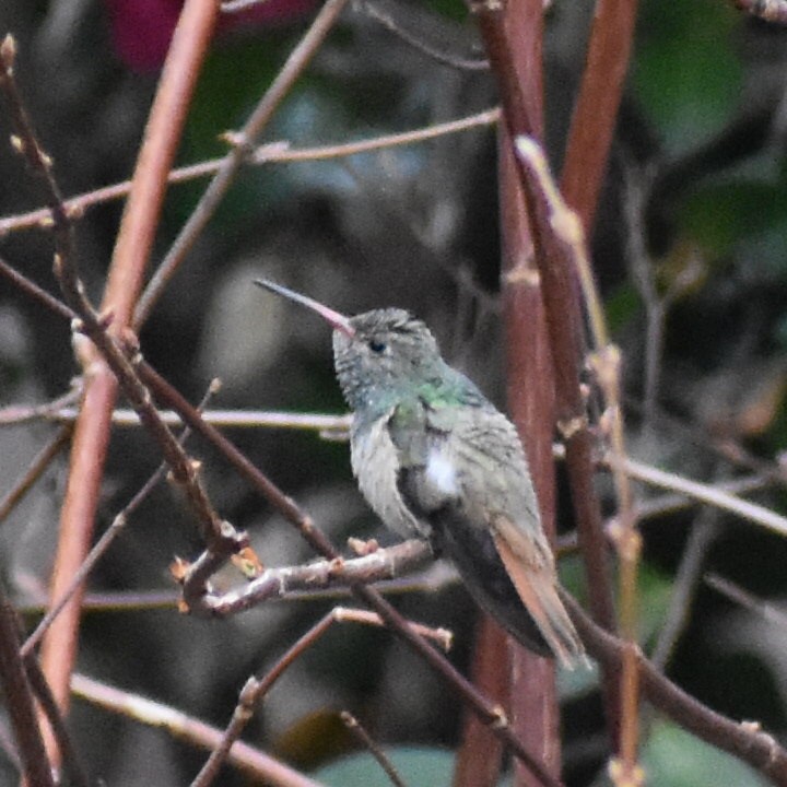 Buff-bellied Hummingbird - ML299070621