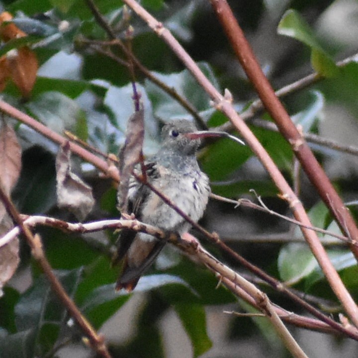 Buff-bellied Hummingbird - ML299070641