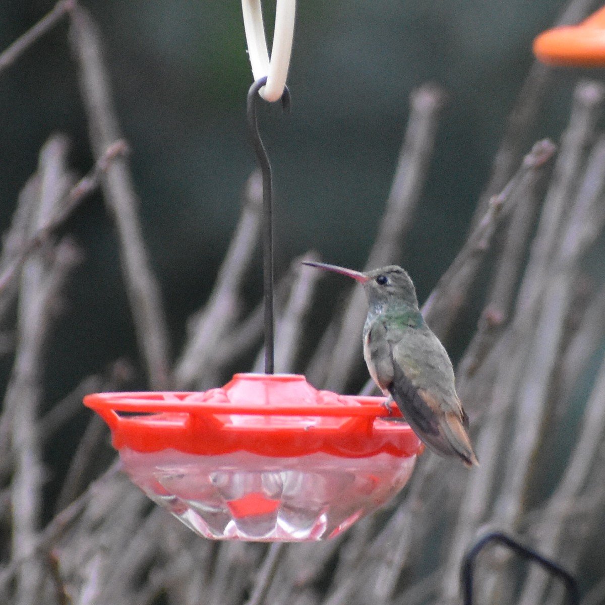 Buff-bellied Hummingbird - ML299070731