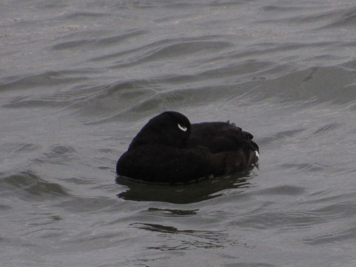White-winged Scoter - ML299072191
