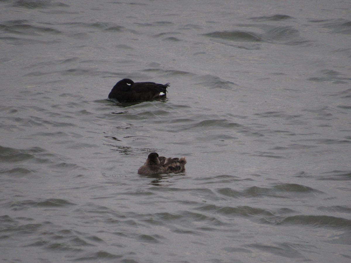 White-winged Scoter - ML299072221