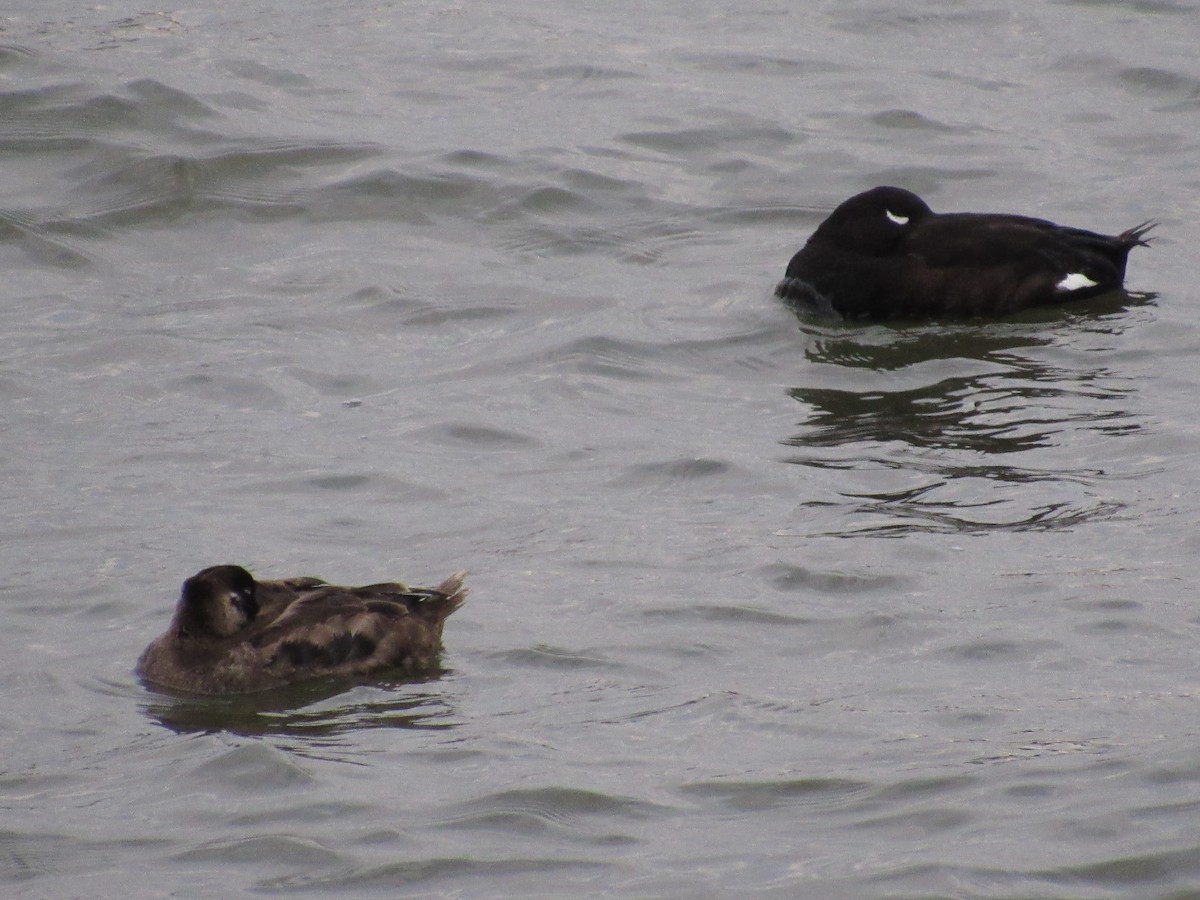 White-winged Scoter - ML299072231