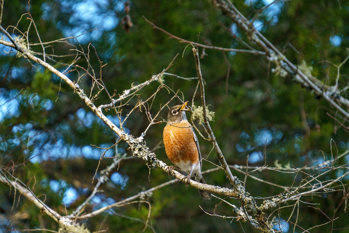 American Robin - ML299073231