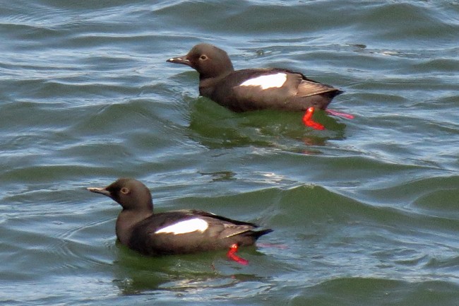 Pigeon Guillemot - Jim Scott