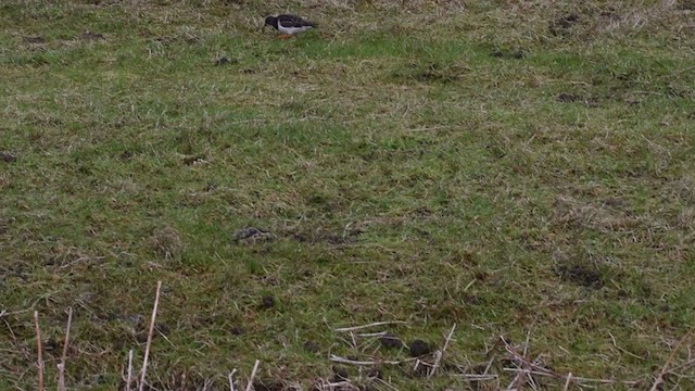 Алаг хайргач - ML299076701