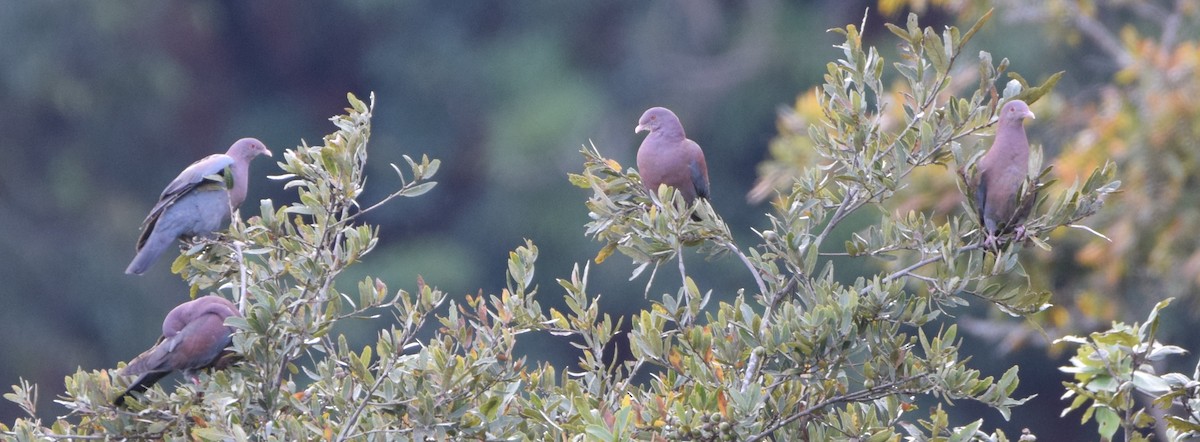 Red-billed Pigeon - ML299077241