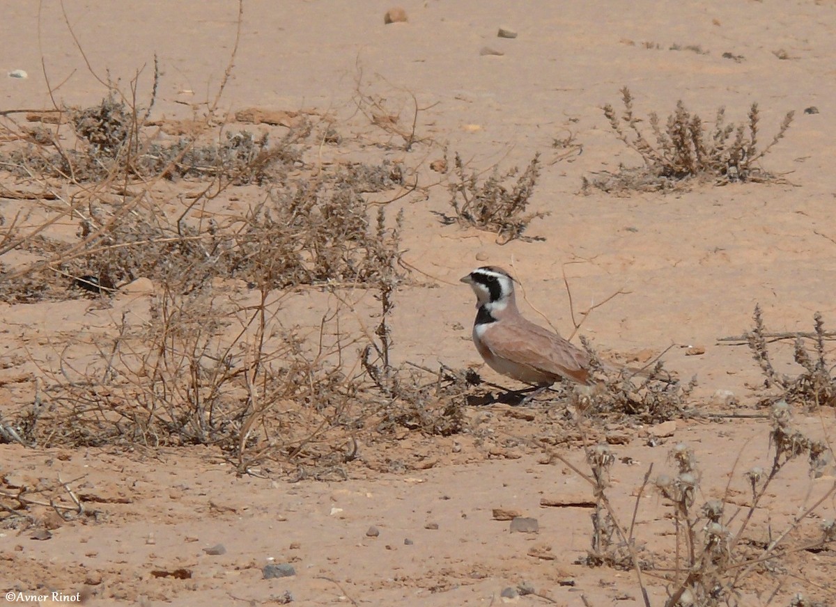 Temminck's Lark - ML299078391