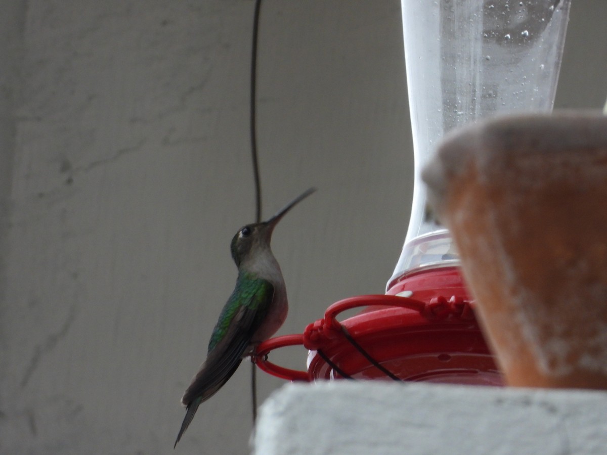 kolibřík klínoocasý - ML299079251