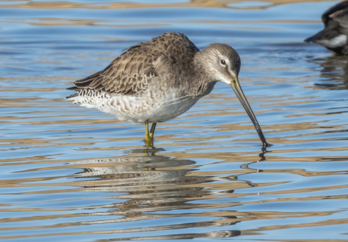 Long-billed Dowitcher - mark cavallo