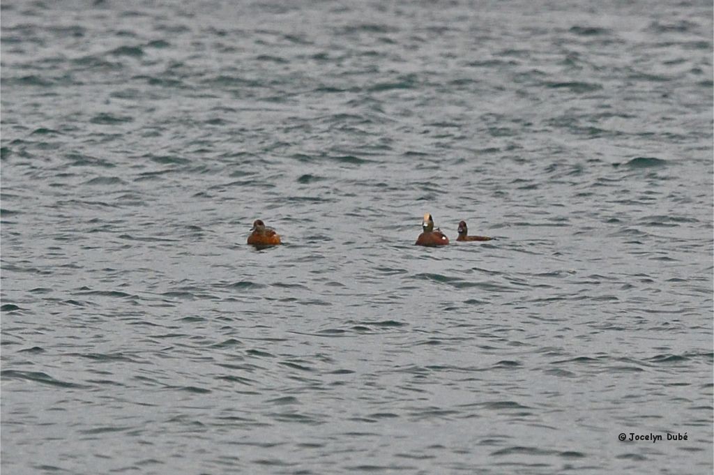 American Wigeon - Jocelyn Dubé