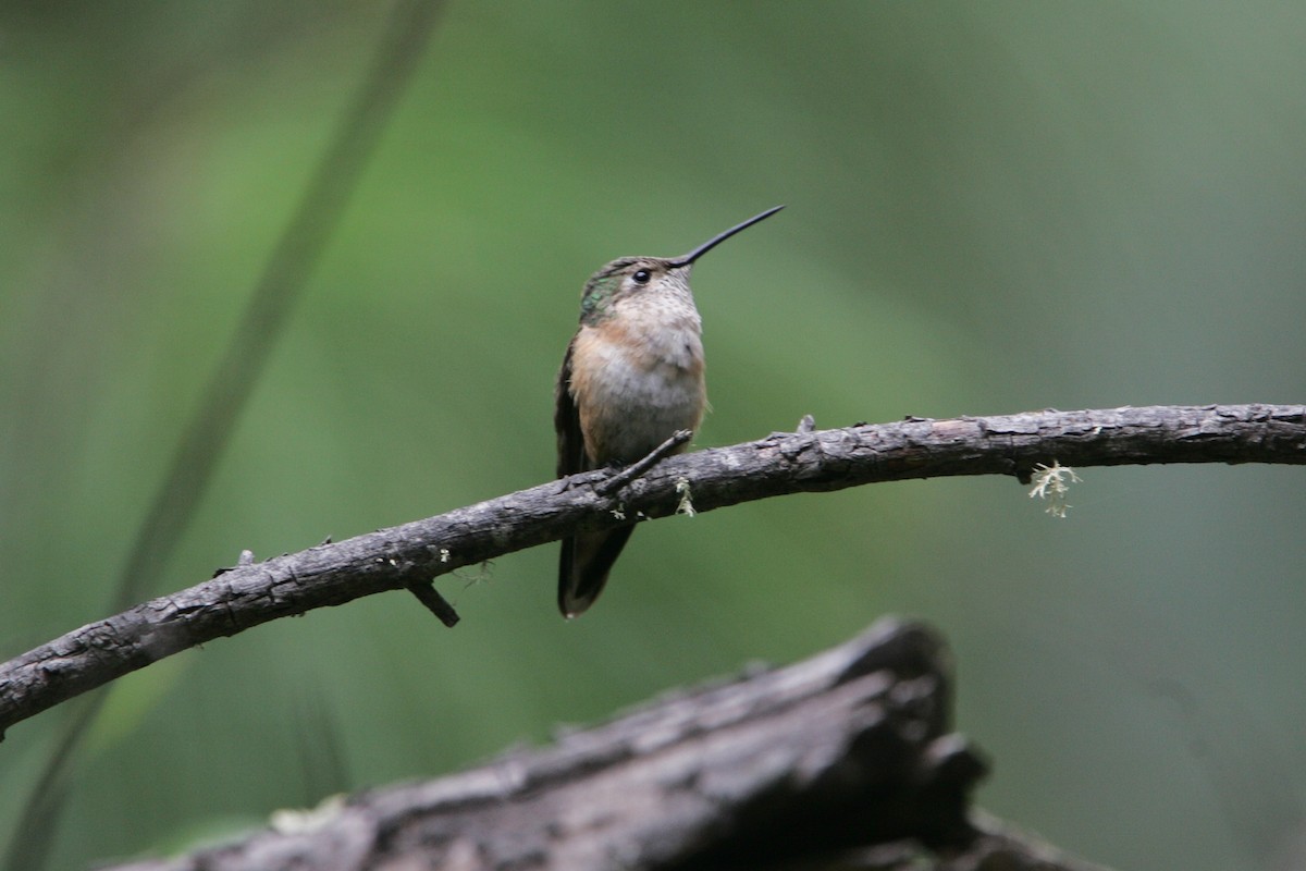 Rufous Hummingbird - ML299080621