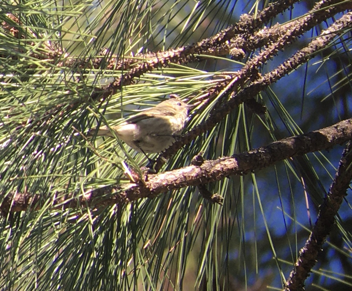 Cape May Warbler - ML299080751