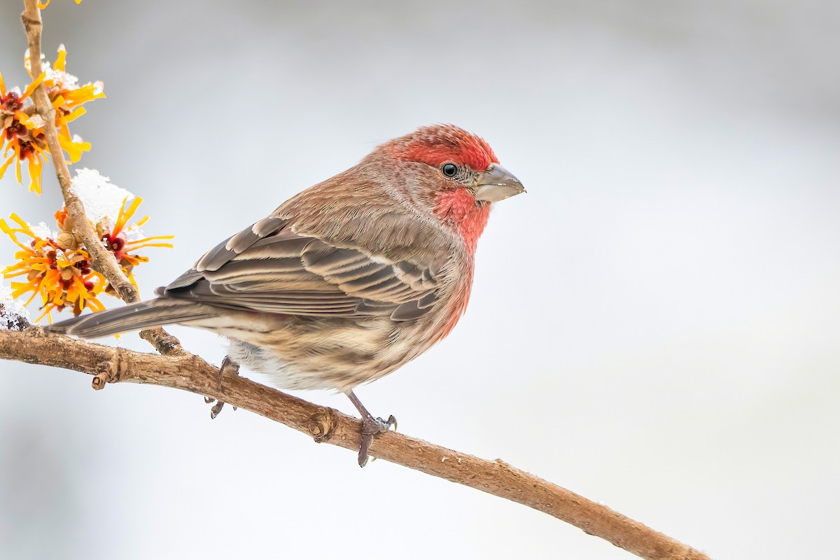 House Finch - ML299081031