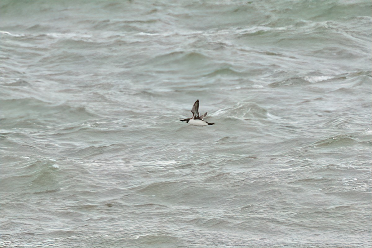 Common Murre - Richard Stern