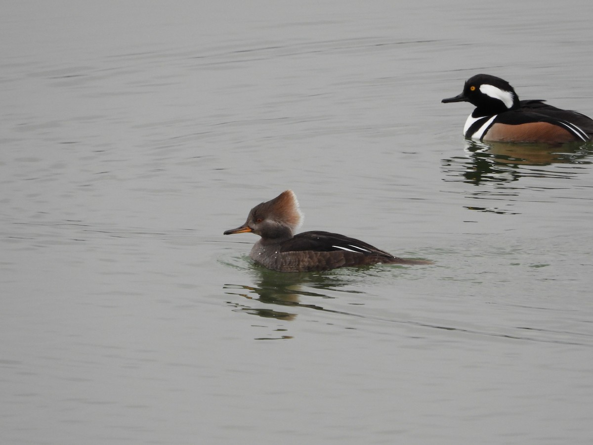 Hooded Merganser - Jeff Percell