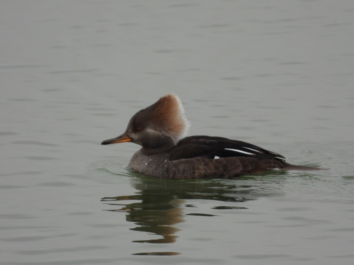 Hooded Merganser - ML299081691