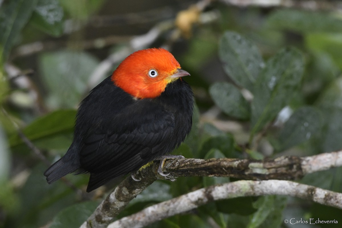 Red-capped Manakin - ML299081791
