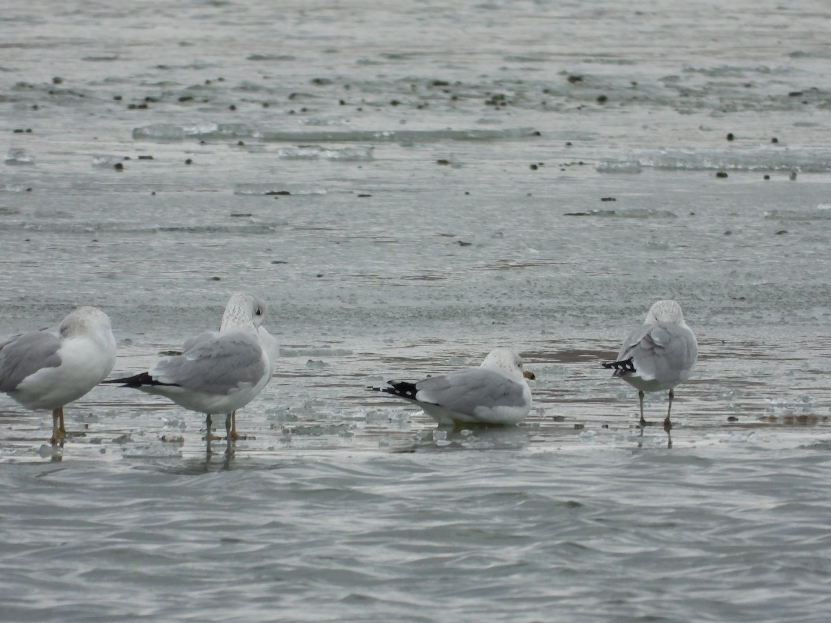 Ring-billed Gull - ML299082681