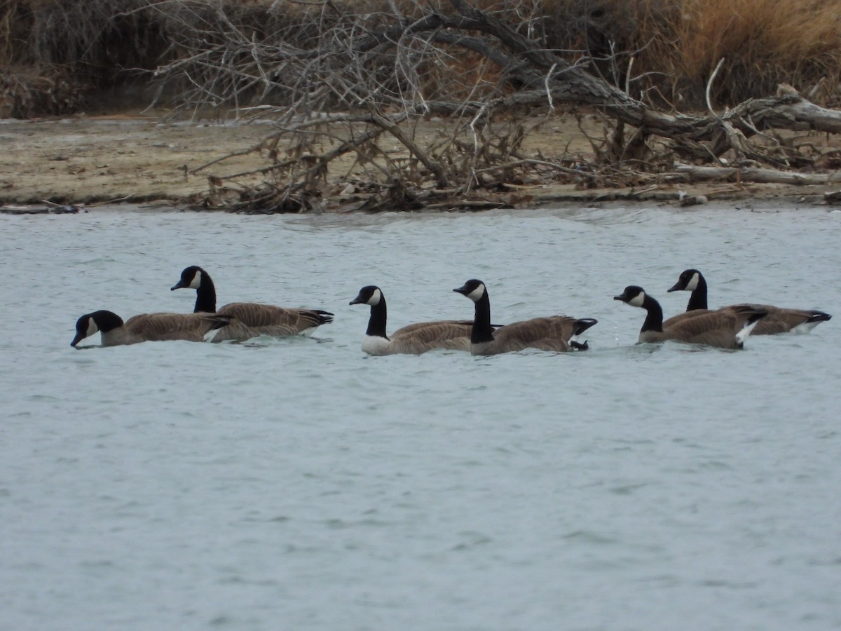 Cackling/Canada Goose - ML299082791