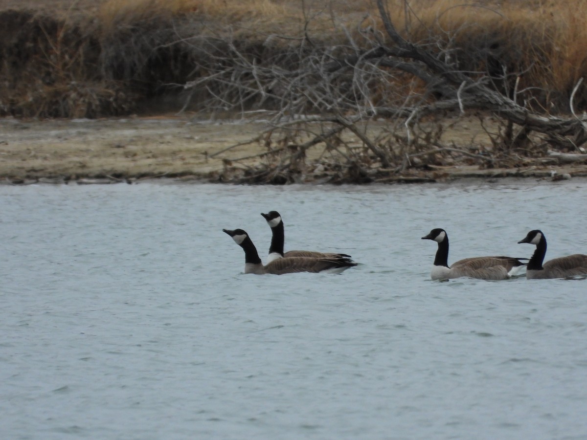 Cackling/Canada Goose - ML299082861