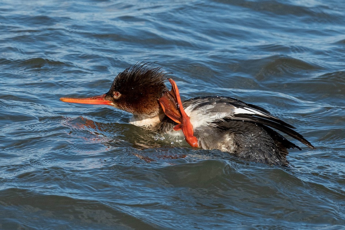 Red-breasted Merganser - Lisa Nasta