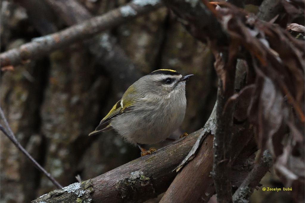 Golden-crowned Kinglet - ML299084311