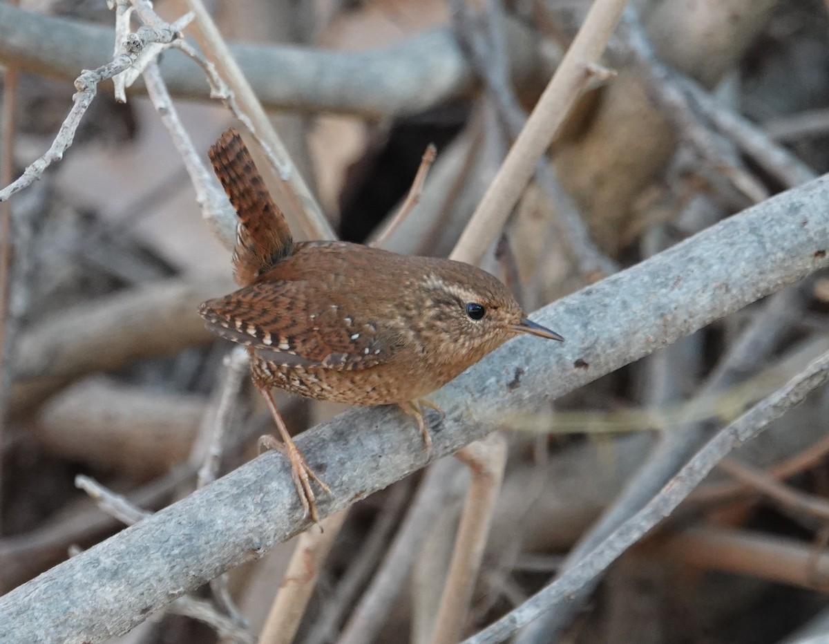 Pacific Wren - ML299085261