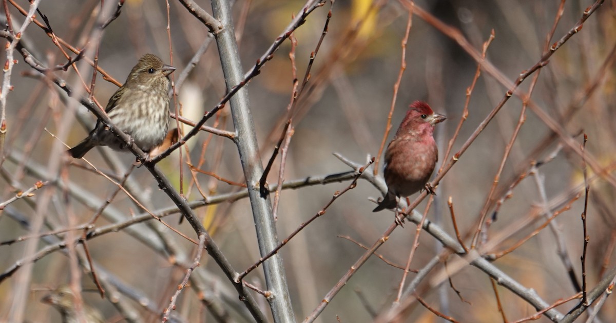 Purple Finch - ML299086151