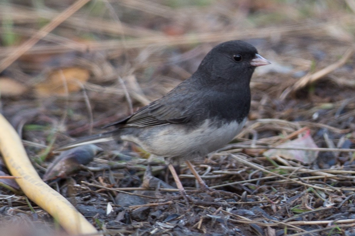 Юнко сірий (підвид cismontanus) - ML299087141