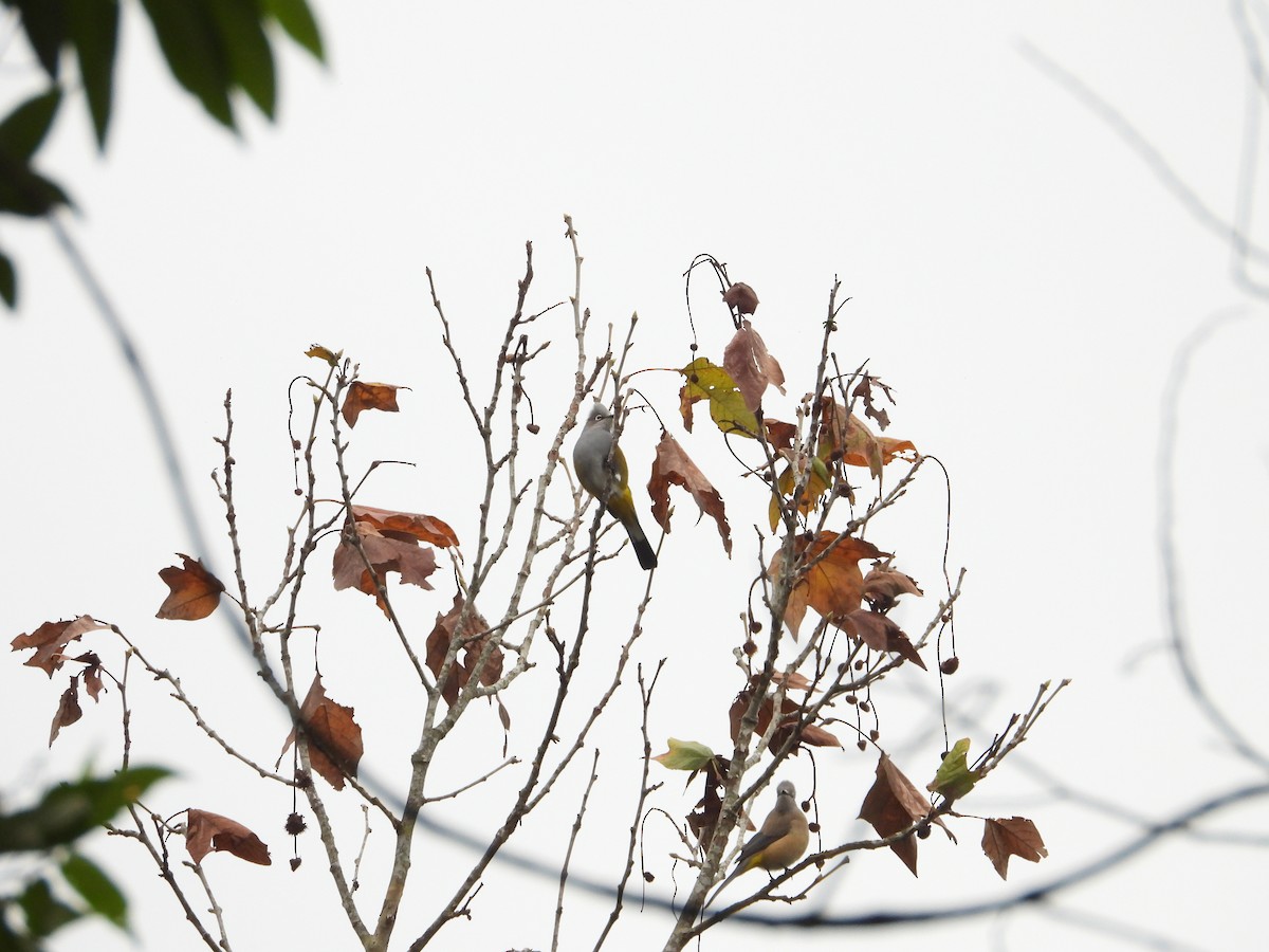 Gray Silky-flycatcher - ML299087431