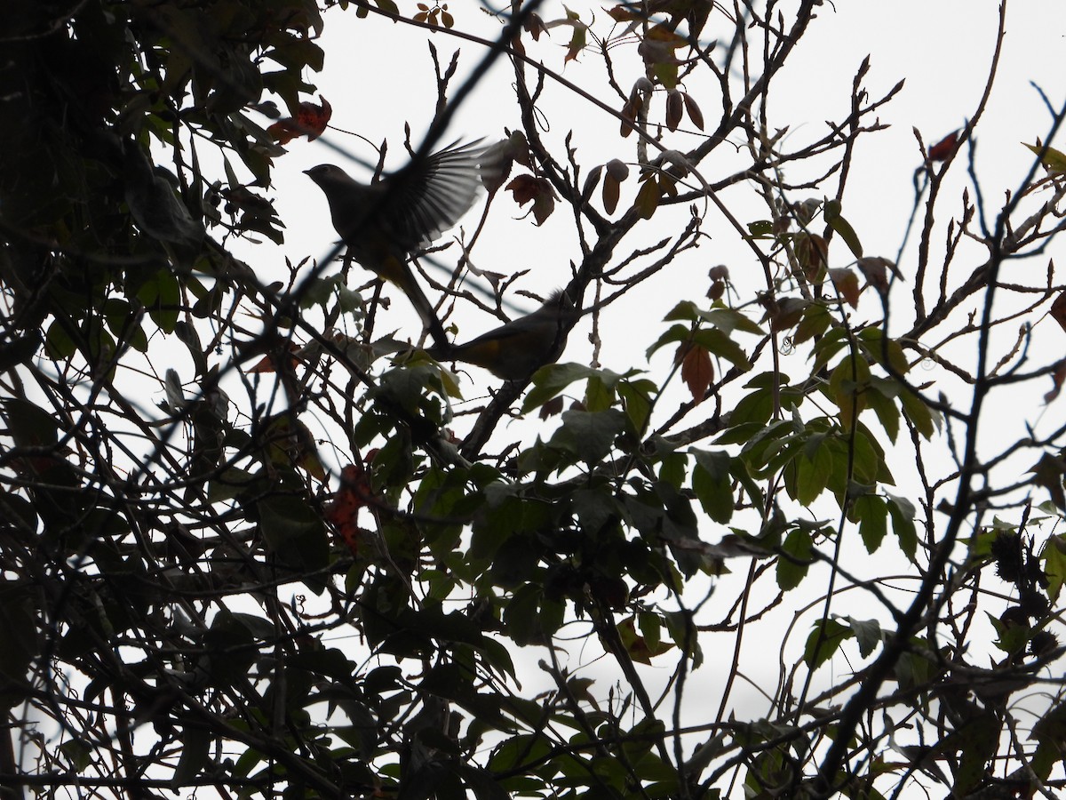 Gray Silky-flycatcher - ML299087661