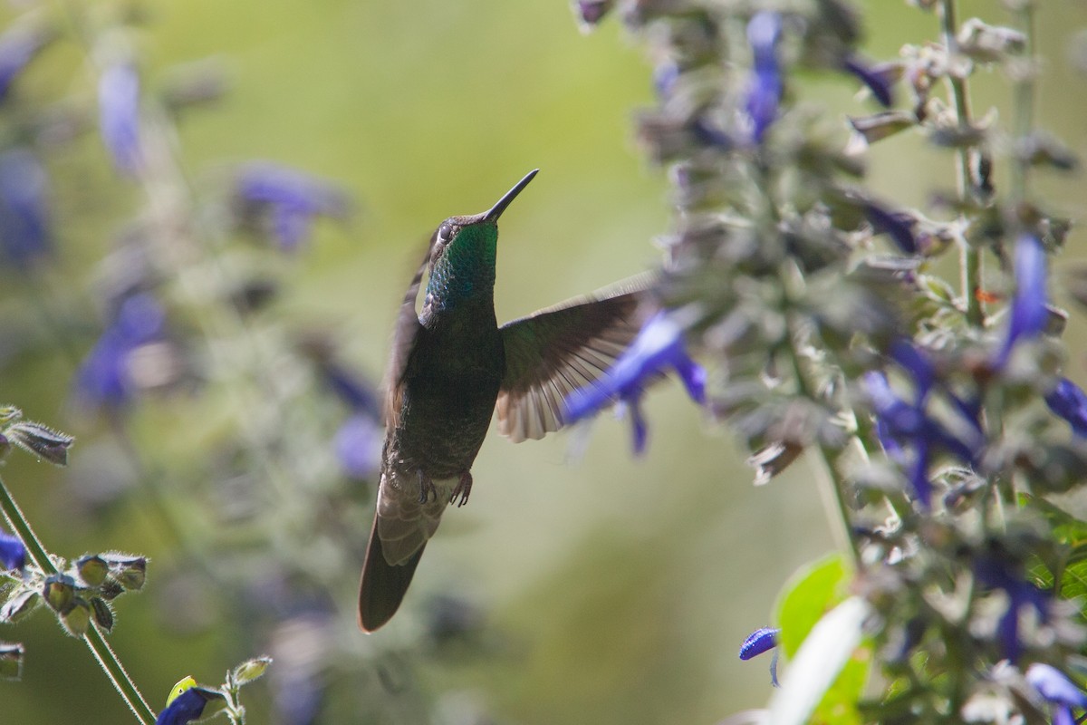 kolibřík skvostný - ML299087821