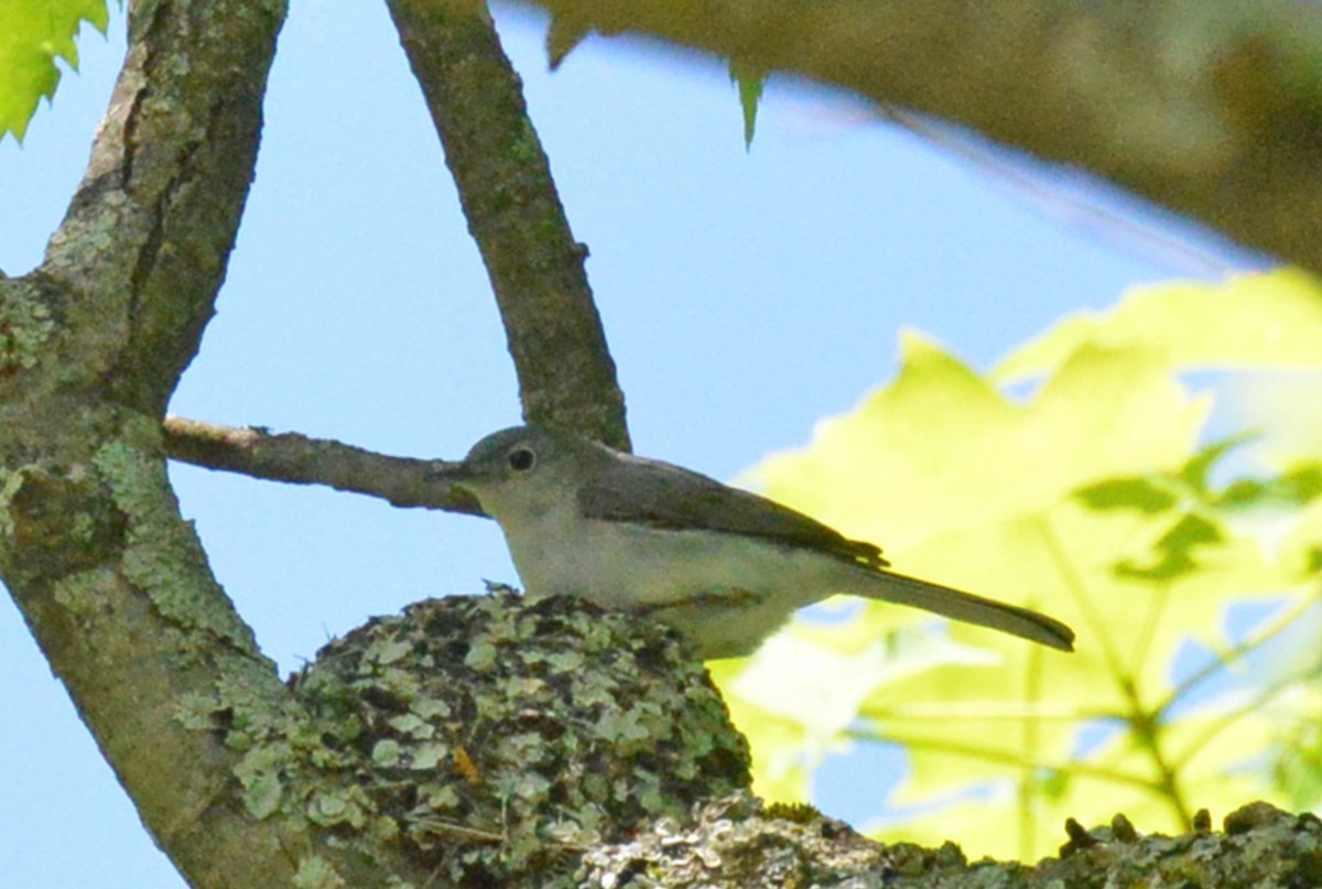 Blue-gray Gnatcatcher - ML29908791